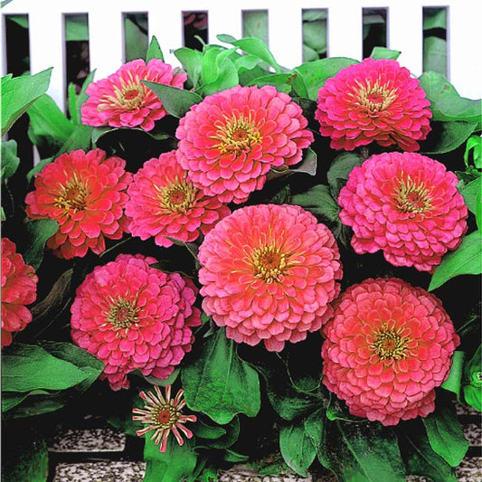 Zinnia Dreamland Pink F1 Seed