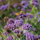Verbena Bonariensis Finesse Seed