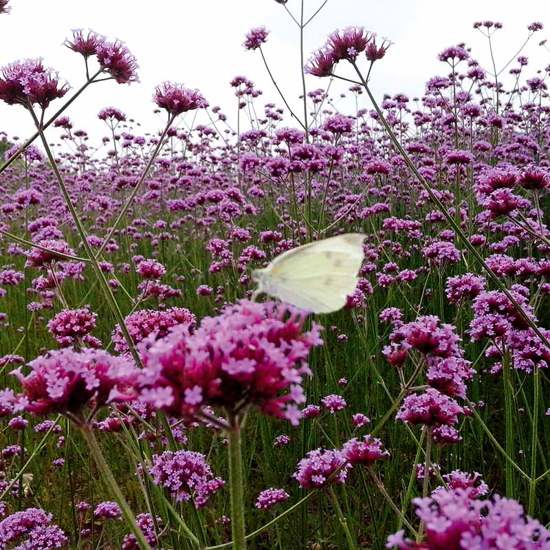 Verbena Bonariensis Finesse Seed