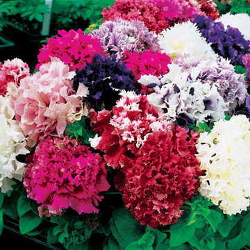Parks All Double Petunia Mix Seeds