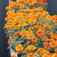 Zinnia Profusion Orange Seed