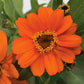 Zinnia Profusion Orange Seed