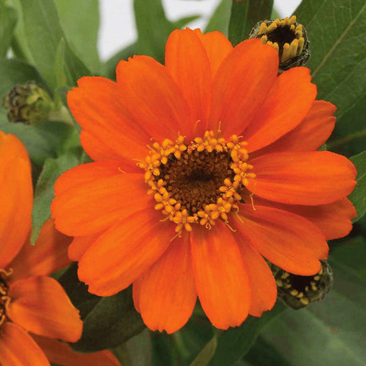 Zinnia Profusion Orange Seed