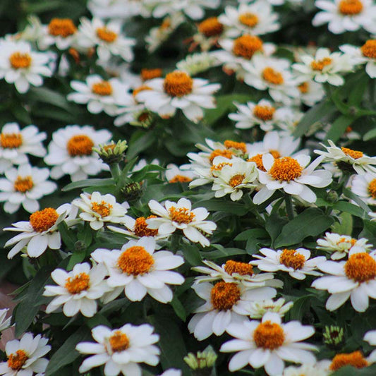 Zinnia Profusion White Seed
