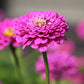 Zinnia Benary's Giant Lilac Seed