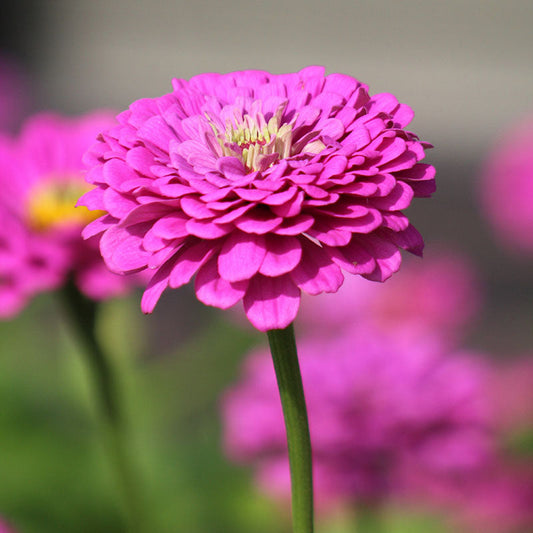 Zinnia Benary's Giant Lilac Seed