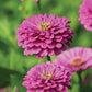 Zinnia Benary's Giant Lilac Seed