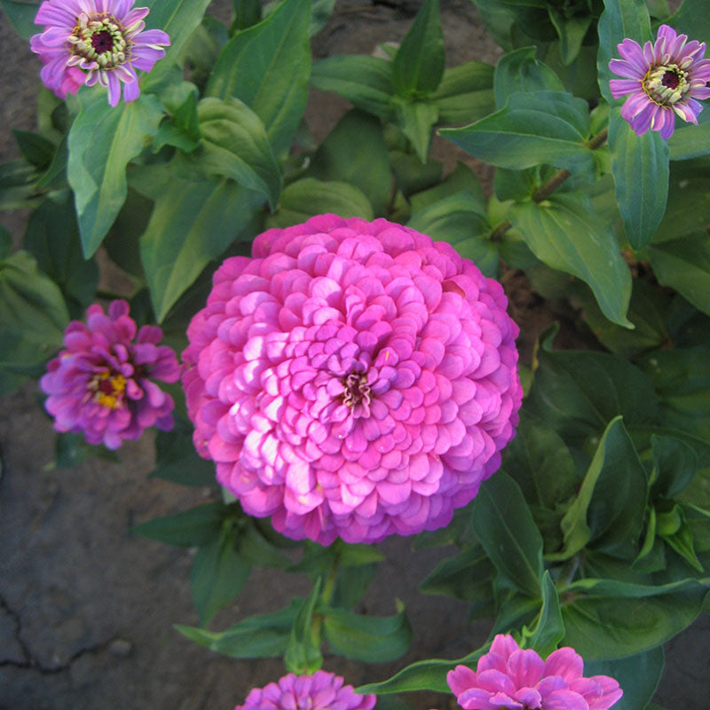 Zinnia Benary's Giant Lilac Seed