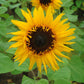 Sunflower Cut Flower Collection Seed