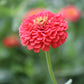 Zinnia Benary's Giant Coral Seed