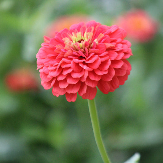 Zinnia Benary's Giant Coral Seed