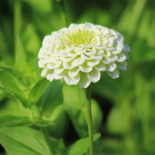 Zinnia Benary's Giant White Seed