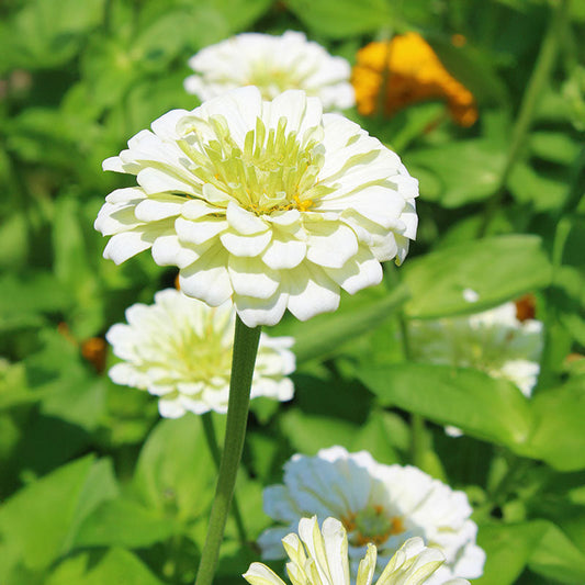 Zinnia Benary's Giant White Seed