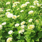 Zinnia Benary's Giant White Seed