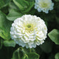 Zinnia Benary's Giant White Seed