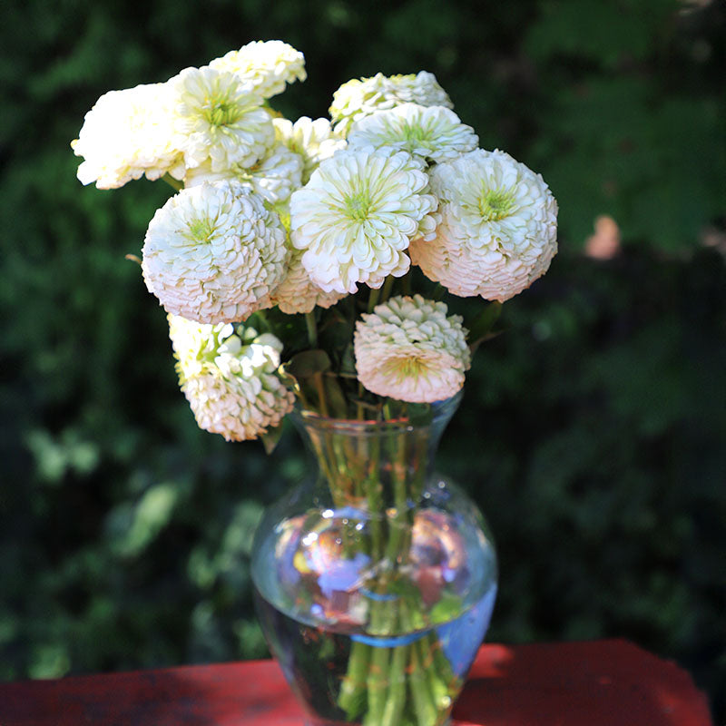 Zinnia Benary's Giant White Seed