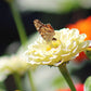 Zinnia Benary's Giant White Seed