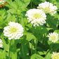 Zinnia Benary's Giant White Seed