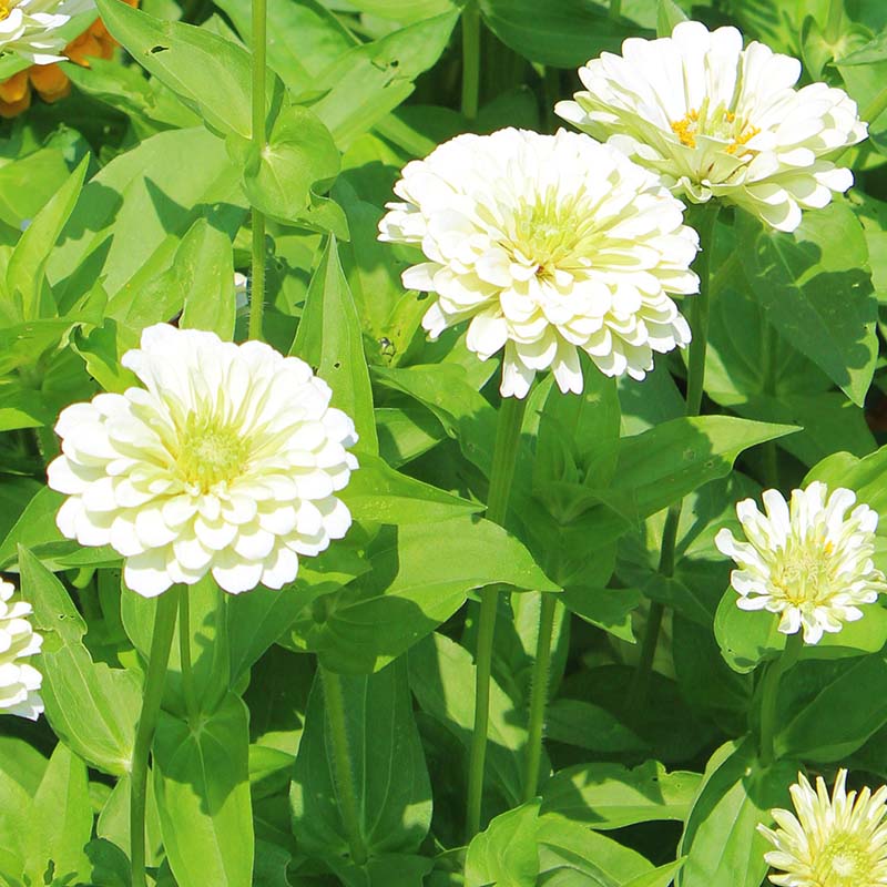 Zinnia Benary's Giant White Seed