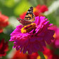Zinnia Benary's Giant Purple Seed