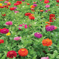 Zinnia Benary's Giant Mix Seed