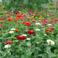Zinnia Benary's Giant Mix Seed