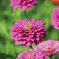 Zinnia Benary's Giant Mix Seed