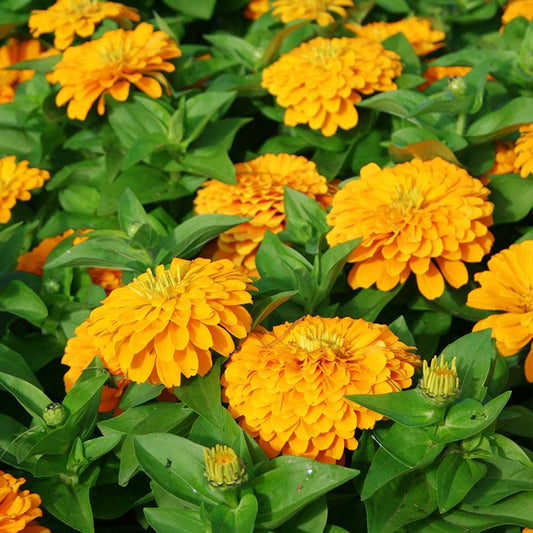 Zinnia Magellan Yellow F1 Seed
