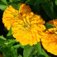 Zinnia Magellan Yellow F1 Seed