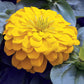 Zinnia Magellan Yellow F1 Seed
