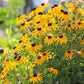 Rudbeckia Goldsturm Seed