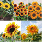 Sunflower Garden Collection Seed