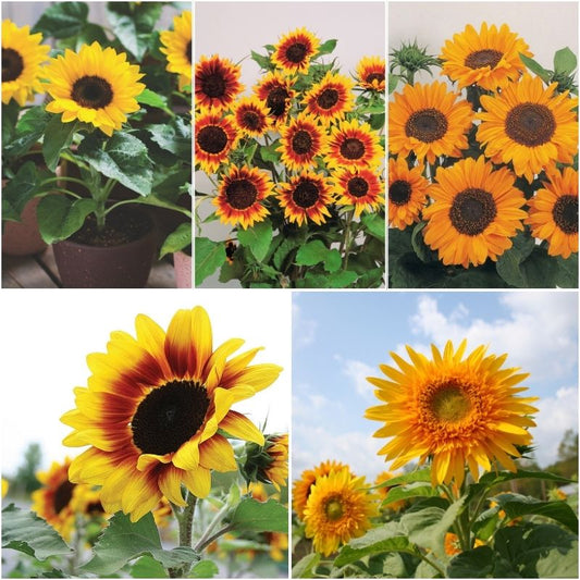 Sunflower Garden Collection Seed
