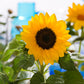 Sunflower Garden Collection Seed