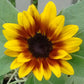 Sunflower Garden Collection Seed