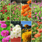 Zinnia Benary's Giant Collection Seed