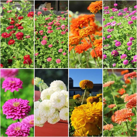 Zinnia Benary's Giant Collection Seed