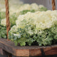 Ornamental Kale Home Garden Collection F1 Seed