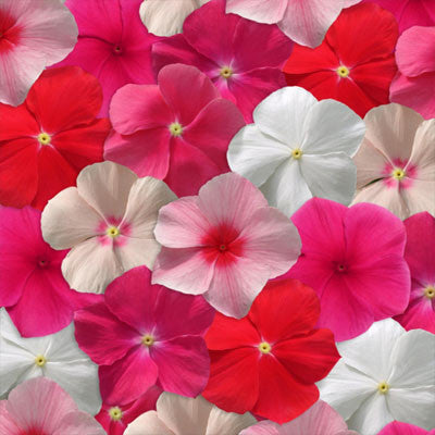 Vinca Mediterranean XP Mix Seed