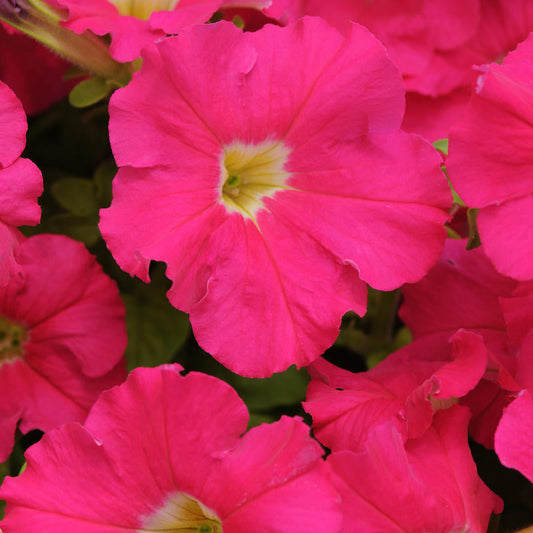 Petunia Dreams Neon Rose F1 Seed