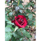 Strong Red Rose Seedlings Flower Seeds Perennial Growing Bonsai Corms Tubers Potted Planting Reblooming Fragrant Garden Roots Rhizomes Species Blooms Plant Bulbs Gardening Tree
