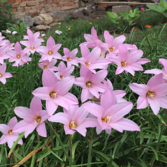 Rain Lily Bulbs/Cut Flower/Perennial/Rain Lily Bulbs For Planting/Long Flowering Time Healthy/Rain lily live plant