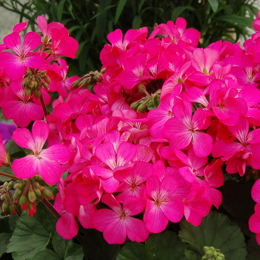 Nano&trade; Pink Geranium Seeds