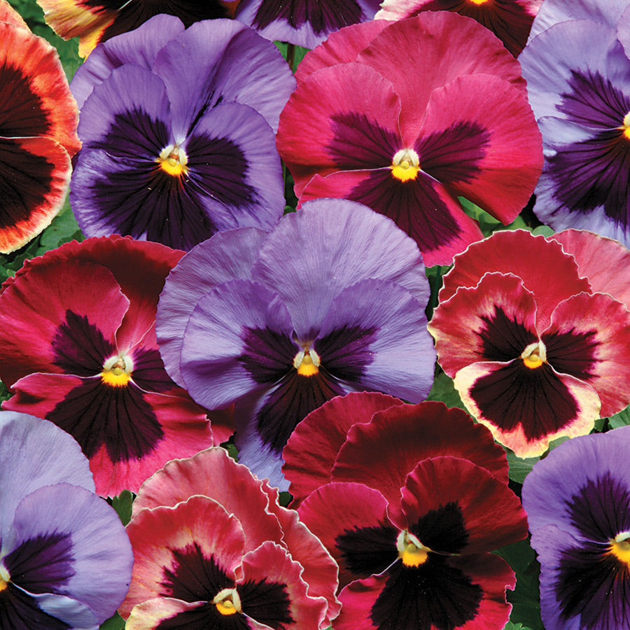 Matrix&reg; Coastal Sunrise Pansy Seeds