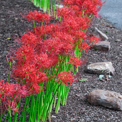 Scenery Aurea Lycoris Spider Lilies Bulbs Radiata Hurricane Lily Cluster Amayllis Growing Bonsai Roots Rhizomes Corms Tubers Potted Planting Reblooming Fragrant Garden Species Blooms Flower Seeds Plant Gardening