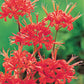 Red Aurea Lycoris Spider Lilies Bulbs Radiata Hurricane Lily Cluster Amayllis Growing Bonsai Roots Rhizomes Corms Tubers Potted Planting Reblooming Fragrant Garden Species Blooms Flower Seeds Plant Gardening
