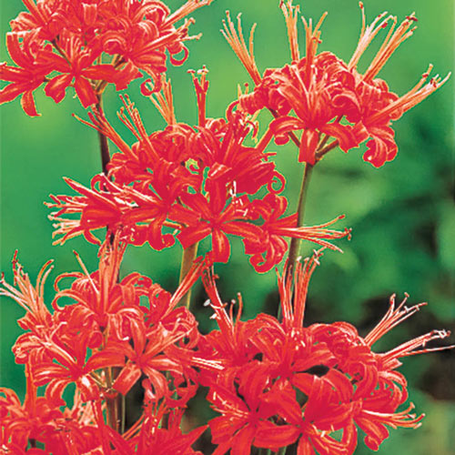 Scenery Aurea Lycoris Spider Lilies Bulbs Radiata Hurricane Lily Cluster Amayllis Growing Bonsai Roots Rhizomes Corms Tubers Potted Planting Reblooming Fragrant Garden Species Blooms Flower Seeds Plant Gardening