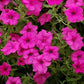 Salmon Sunset Four-OClock Flower Seeds