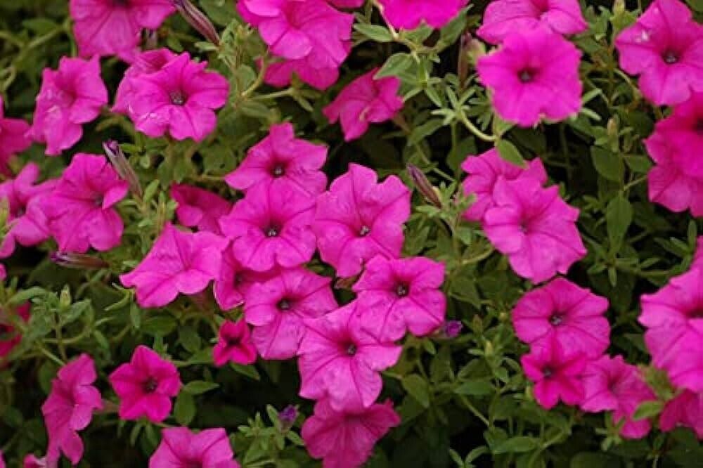 Salmon Sunset Four-OClock Flower Seeds