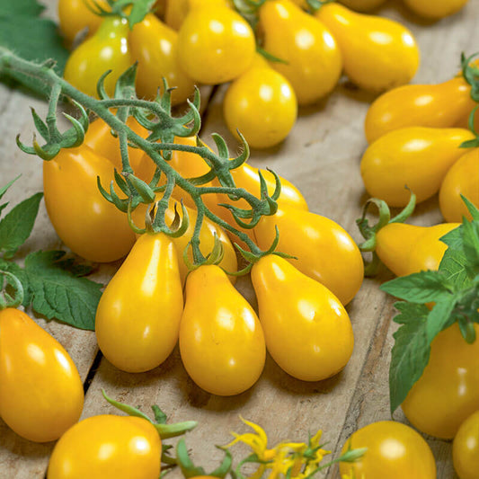 Tomato Yellow Pear Seed